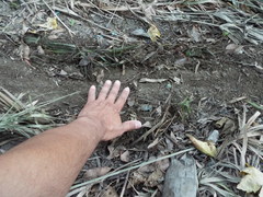 Castor canadensis mexicanus