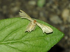Ernolatia moorei
