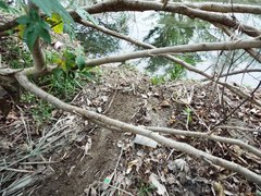 Castor canadensis mexicanus