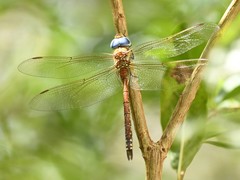Anaciaeschna jaspidea