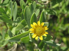 Borrichia frutescens image