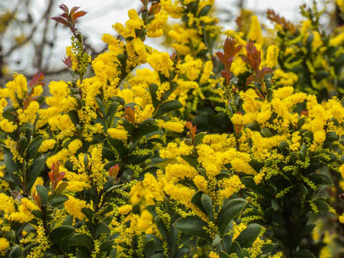 Image of Acacia triptera by (c) Thomas Nataprawira, some rights reserved (CC BY)