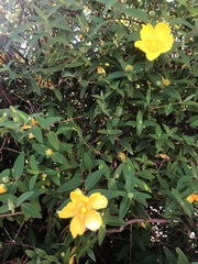 Hypericum