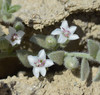 Alkali Weed - Photo (c) Don Davis, some rights reserved (CC BY-NC-ND)