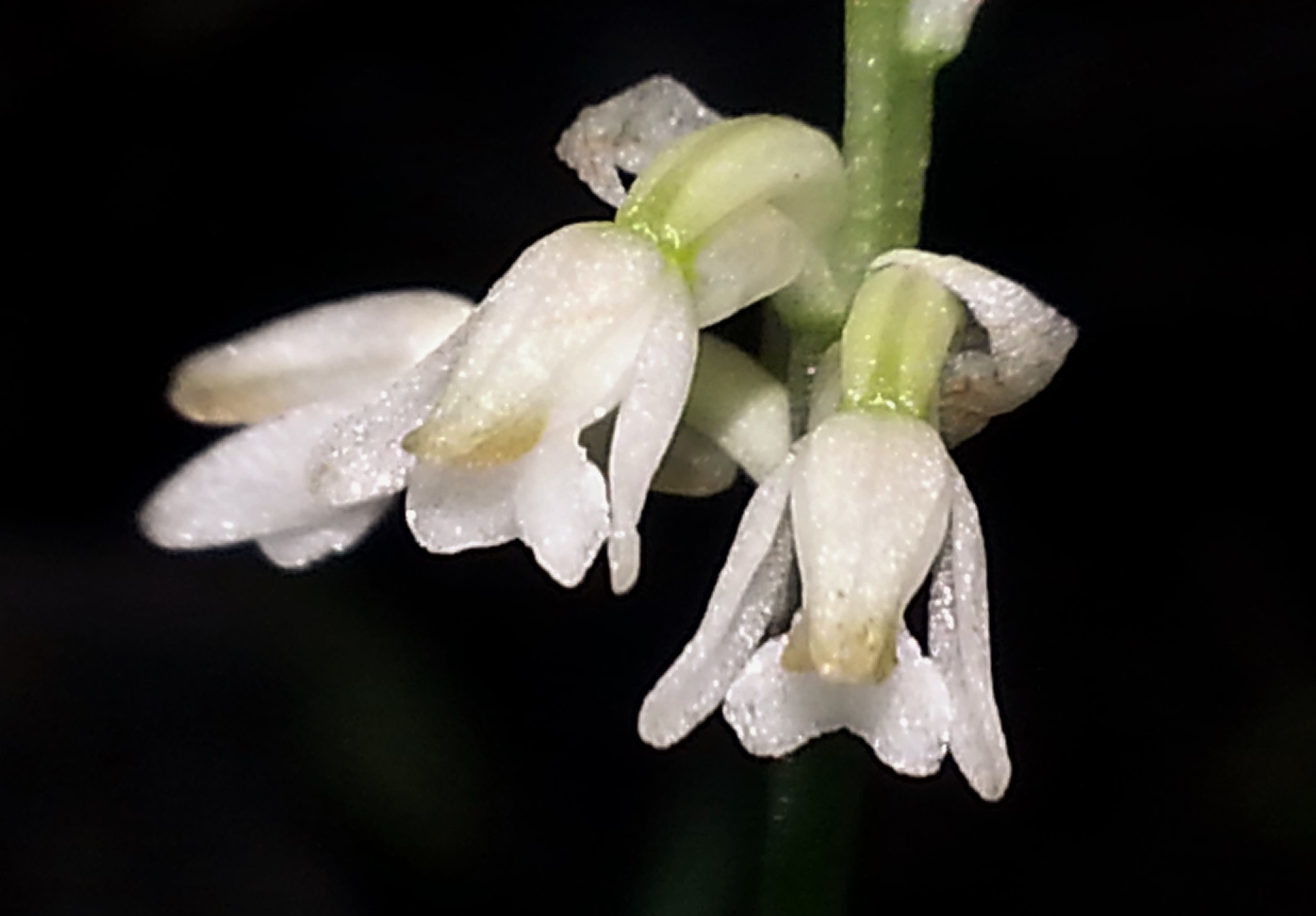 Microchilus querceticola