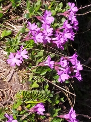 Primula integrifolia