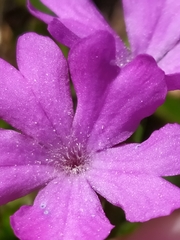 Primula integrifolia