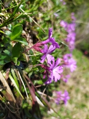 Primula integrifolia