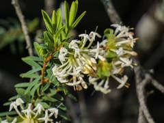 Pimelea linifolia linifolia