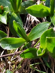 Primula integrifolia