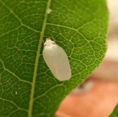 Antaeotricha albulella