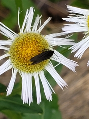 Acoloithus falsarius