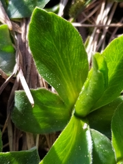 Primula integrifolia