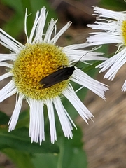 Acoloithus falsarius