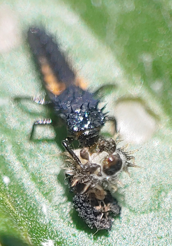 Asian Lady Beetle photographed in Pennsylvania