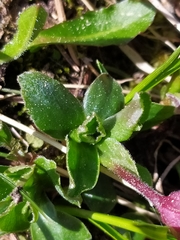 Primula integrifolia