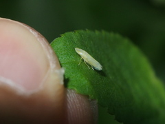 Nirvana placida
