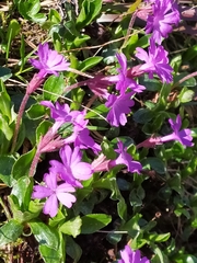 Primula integrifolia