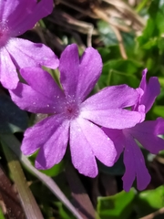 Primula integrifolia