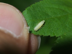 Nirvana placida