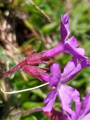 Primula integrifolia