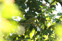 Zosterops senegalensis