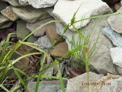 Carex grisea