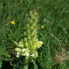 Pedicularis comosa