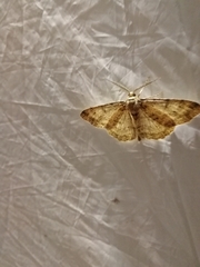 Hypomecis punctinalis