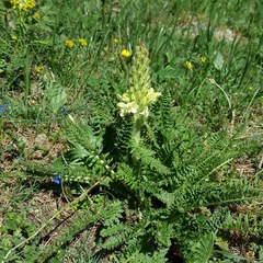 Pedicularis comosa