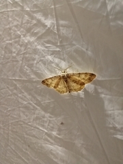 Hypomecis punctinalis