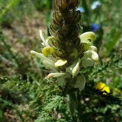 Pedicularis comosa