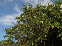Iochroma arborescens