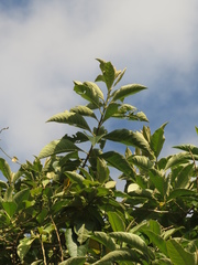 Iochroma arborescens