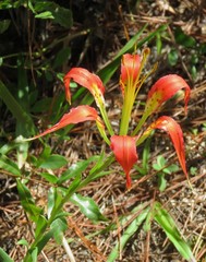 Lilium catesbaei image