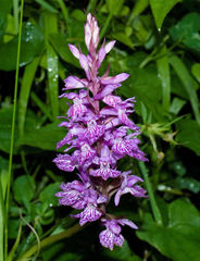 Dactylorhiza saccifera