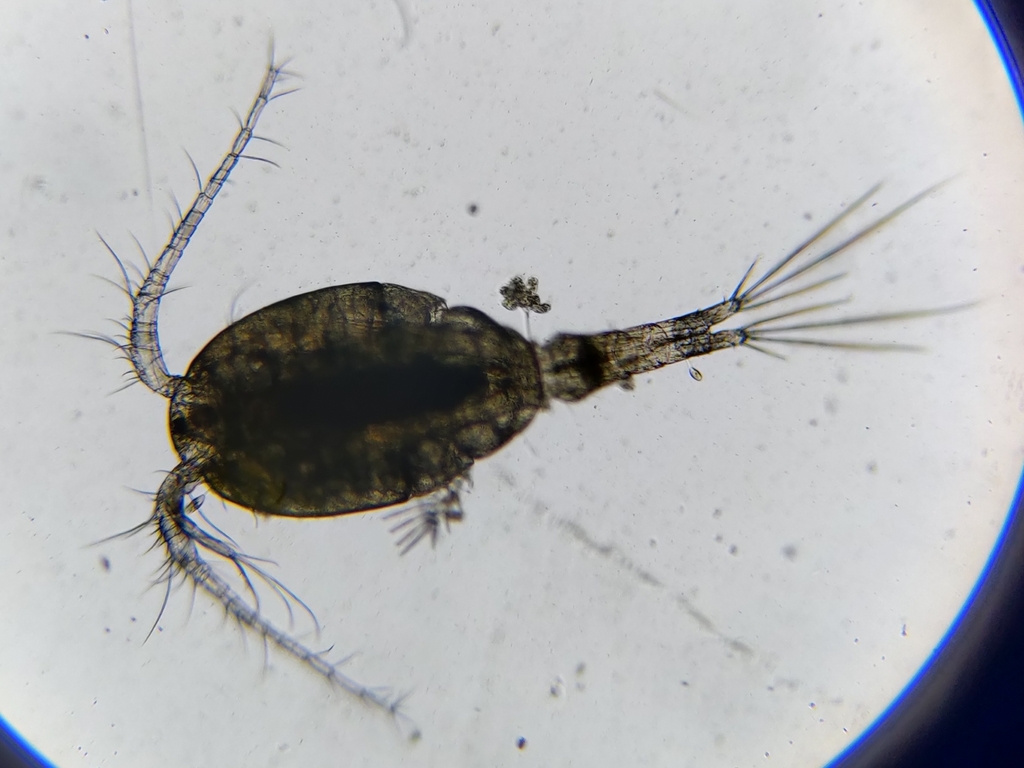 White copepod