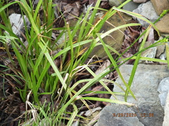 Carex grisea