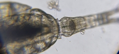 Macrocyclops albidus