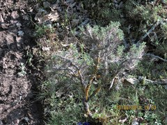 Astragalus granatensis