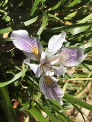 Iris longipetala