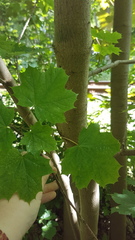 Acer platanoides