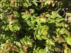 Berberis pinnata pinnata