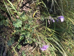 Sidalcea malviflora malviflora