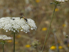 Sceliphron destillatorium