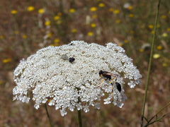 Sceliphron destillatorium