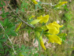Chamaecytisus
