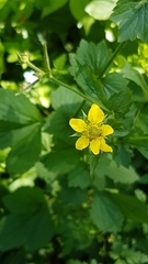 Geum urbanum