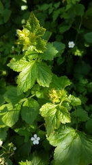 Geum urbanum