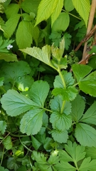 Geum urbanum